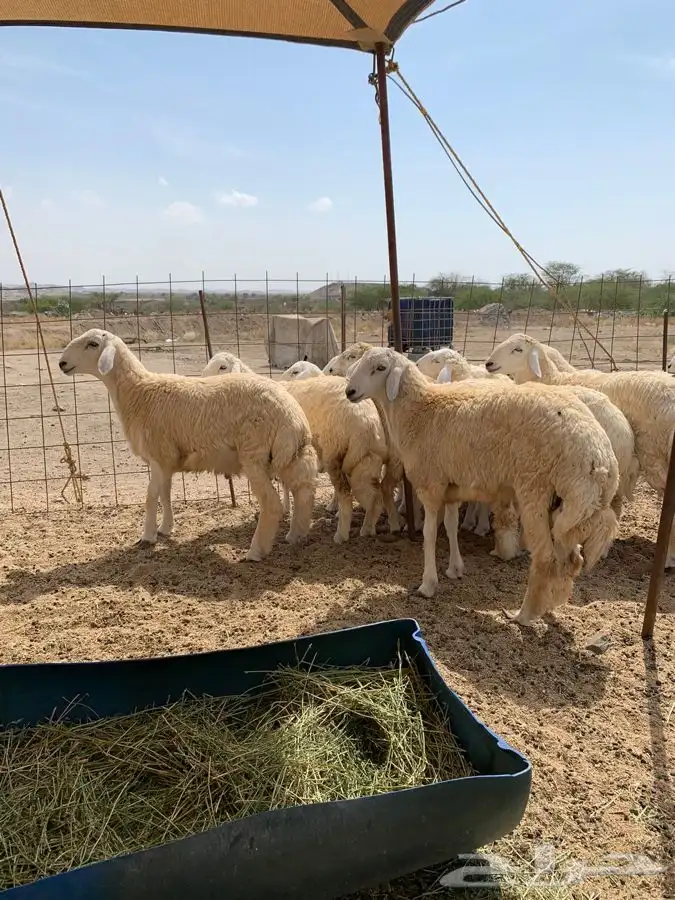 ذبايح للبيع ذبائح حري مناسبات- ثلاجه 0