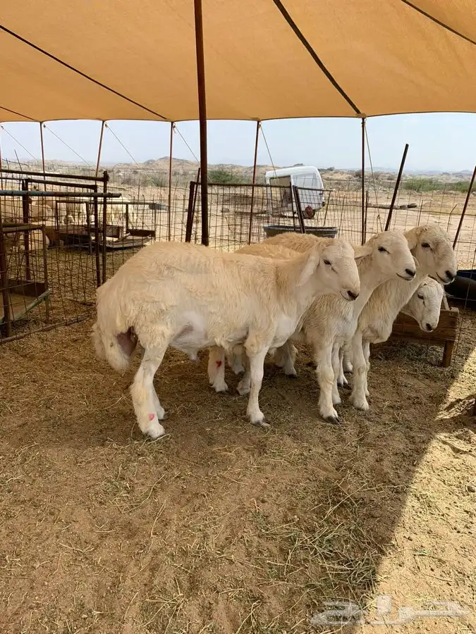 ذبايح للبيع ذبائح حري مناسبات- ثلاجه 3