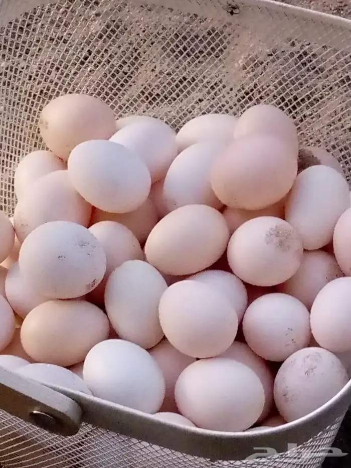 بيض بلدي طازج يوميا 4