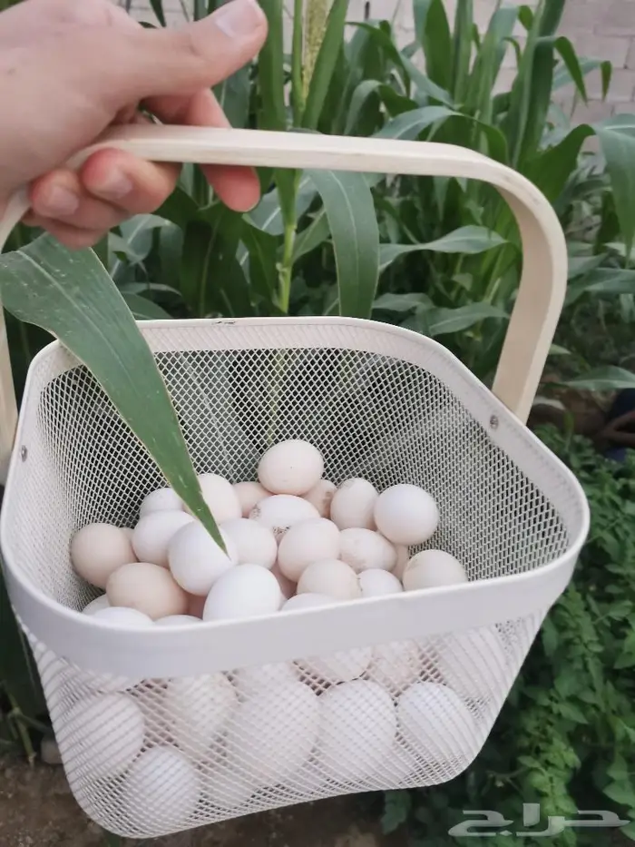 بيض بلدي طازج يوميا 0