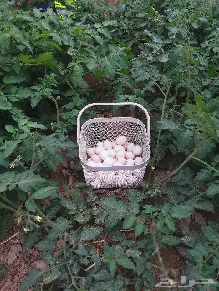 بيض بلدي طازج يوميا 1