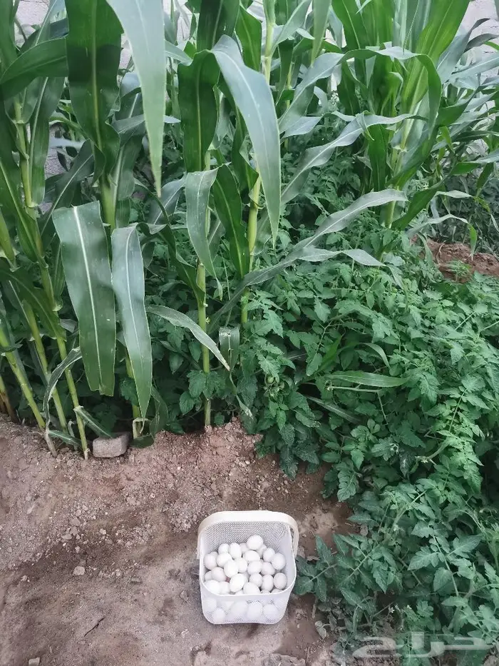 بيض بلدي طازج يوميا 2