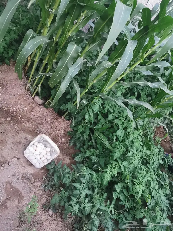 بيض بلدي طازج يوميا 3