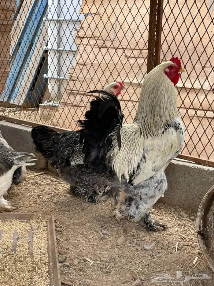 بيض مخصب براهما و فيومي 3