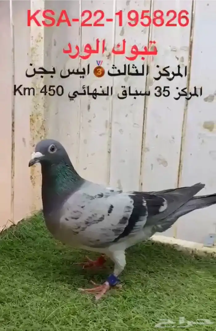 زاجل سباق افضل زوج الذكر 3 و الانثى 6 ذهبي 0
