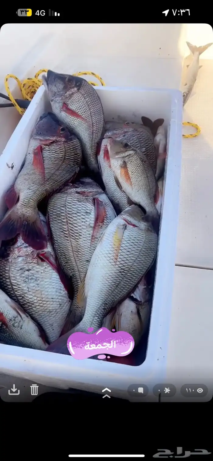 قارب صيد الرايس 5