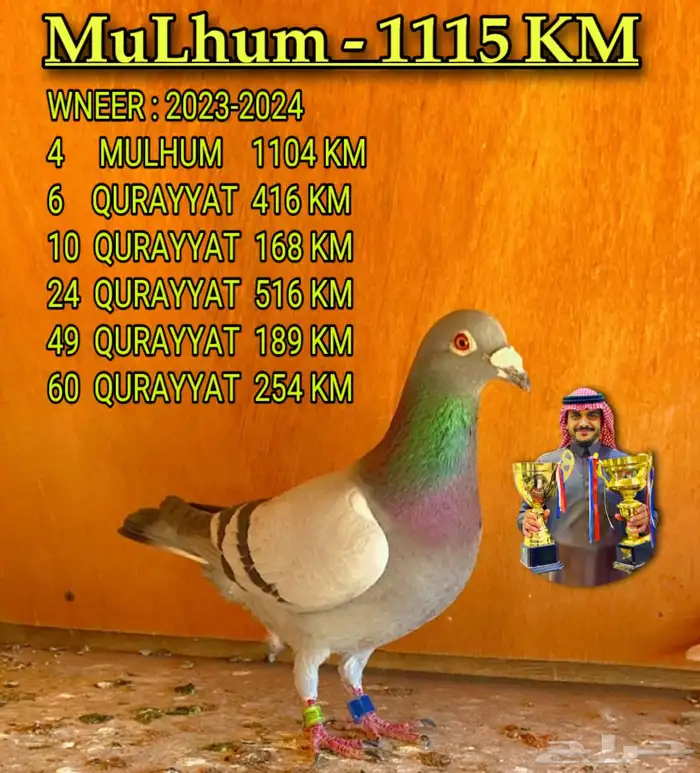 زاجل 1115 كيلو سباق كل المسافات 1