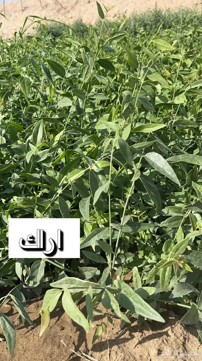 بيع جميع انواع الشتلات الزينة والبرية والمثمرة 3
