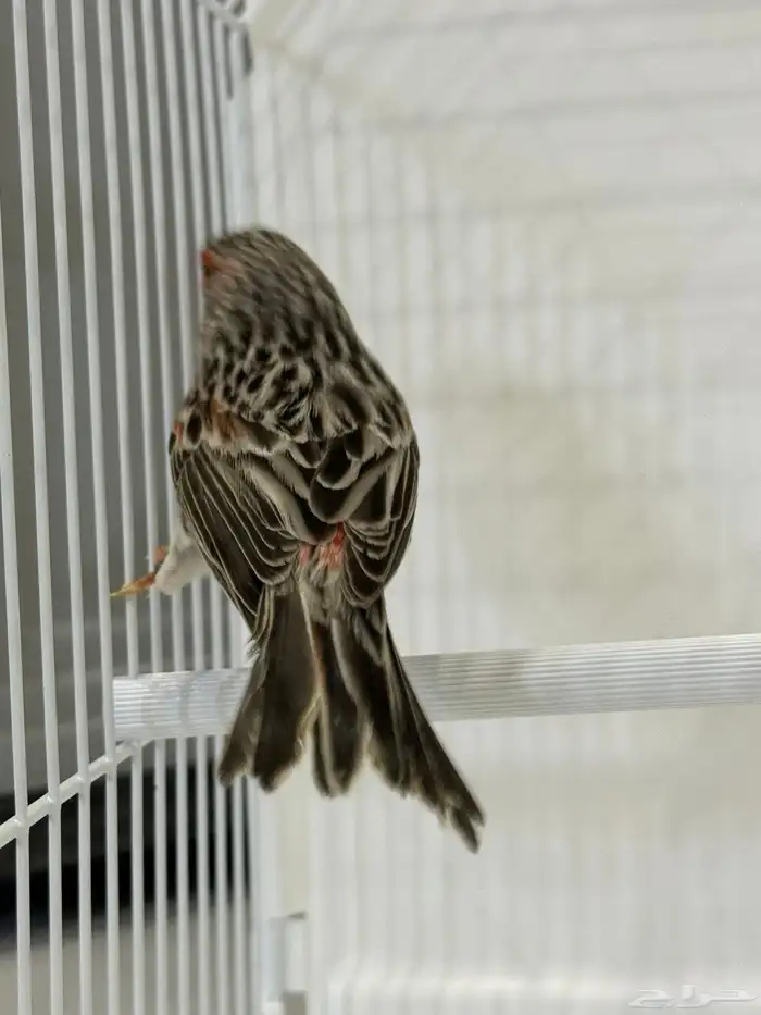 للبيع ذكر كناري اغات احمر(تم البيع ) 1