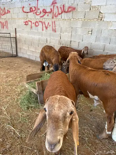اضاحي طليان سواكن جبرة وزن عالي 1