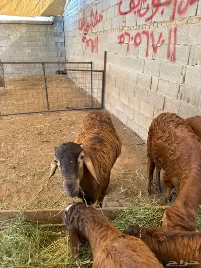 اضاحي طليان سواكن جبرة وزن عالي 2