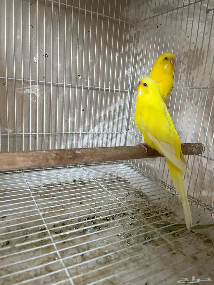 أزواج بادجي منتجه شرط انقلش هوقو 10