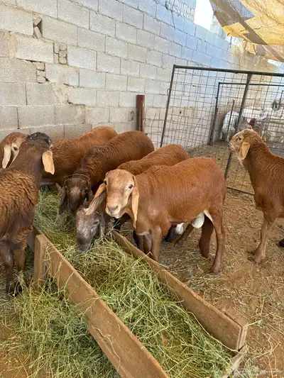 اضاحي طليان سواكن جبرة وزن عالي 0