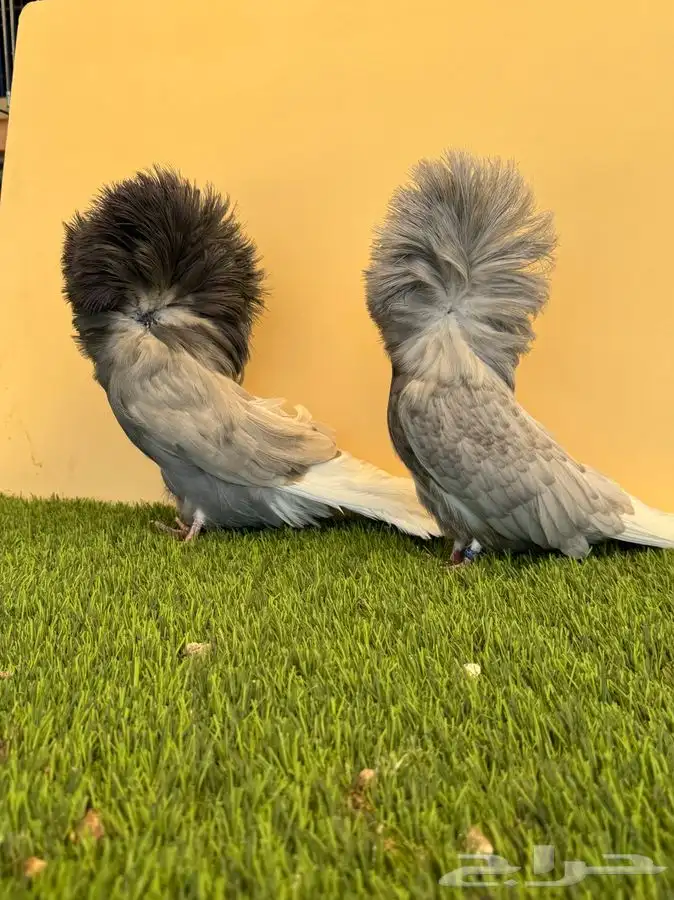 جوز جاكوبين 5