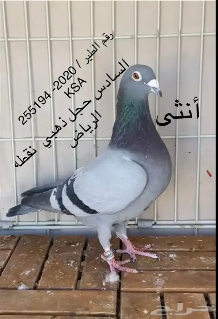 زاجل سباق افضل زوج الذكر 3 و الانثى 6 ذهبي 1