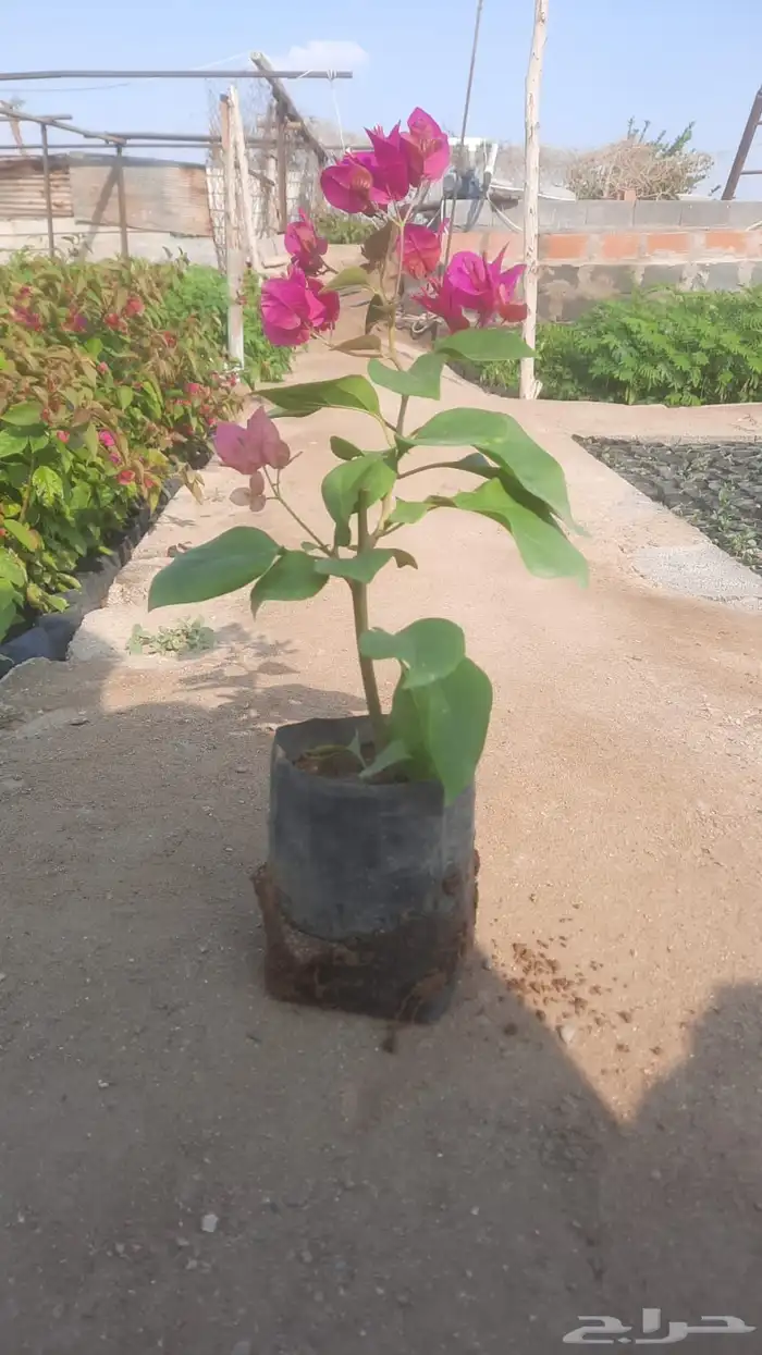 بيع جميع انواع الشتلات الزينة والبرية والمثمرة 0