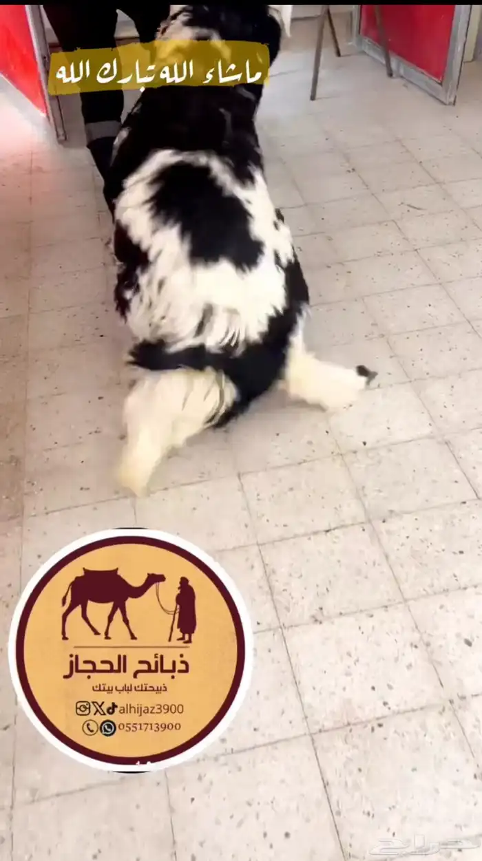 ذبائح مع خدمة الذبح و التوصيل والتغليف 10