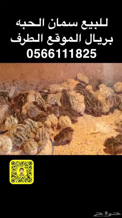 للبيع سمان 3