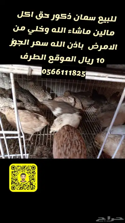 للبيع سمان 2