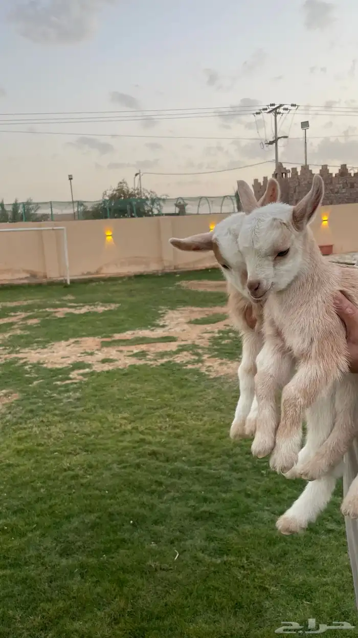 انثى و ذكر ماعز قزم(تم البيع ) 0
