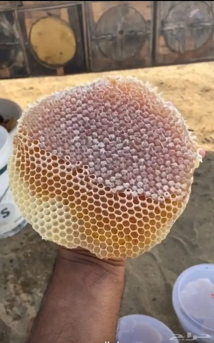 عسل بلدي جديد صافي من منحلي شخصي ا 12