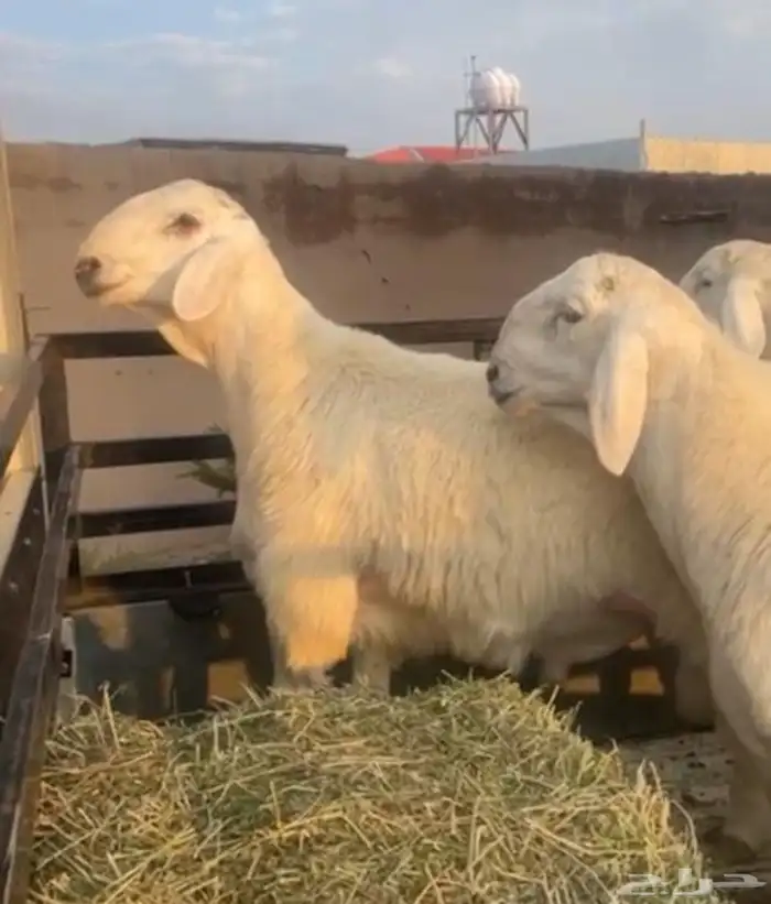 بيع طليان فحول ومشاريع فحول الصنف ومن مرحنا معروفه 5
