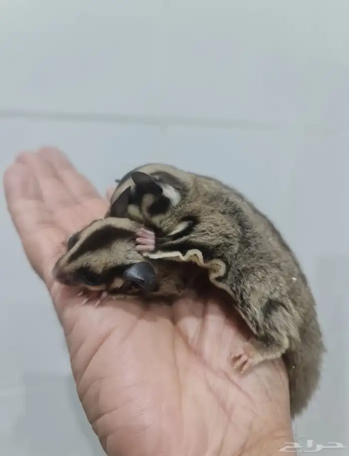 شوقر قلايدر 1