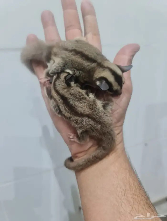 شوقر قلايدر 0