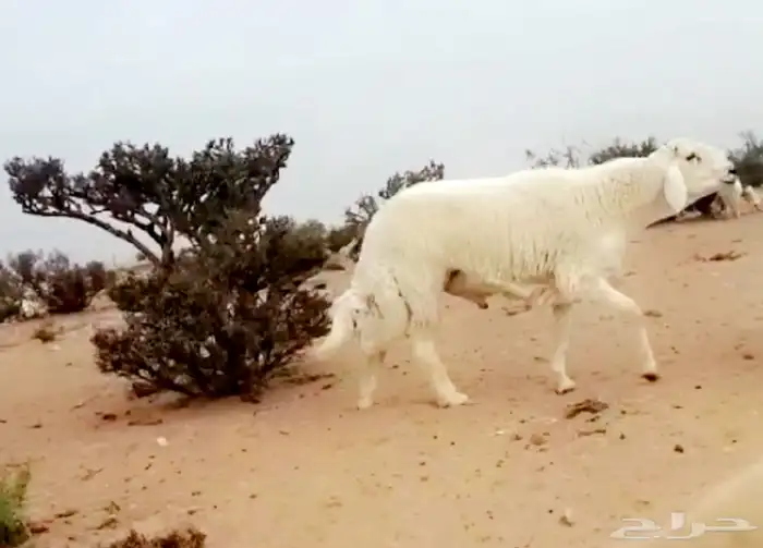 بيع طليان فحول ومشاريع فحول الصنف ومن مرحنا معروفه 16