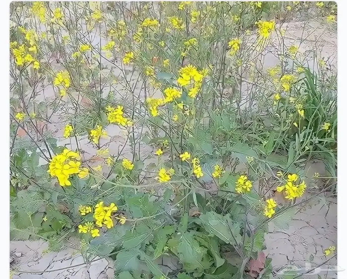 بذور نبات الحريشاء ونبتة السماره الحويرة 0