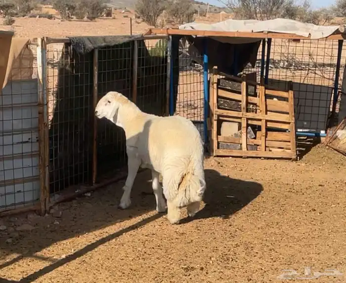 بيع طليان فحول ومشاريع فحول الصنف ومن مرحنا معروفه 20