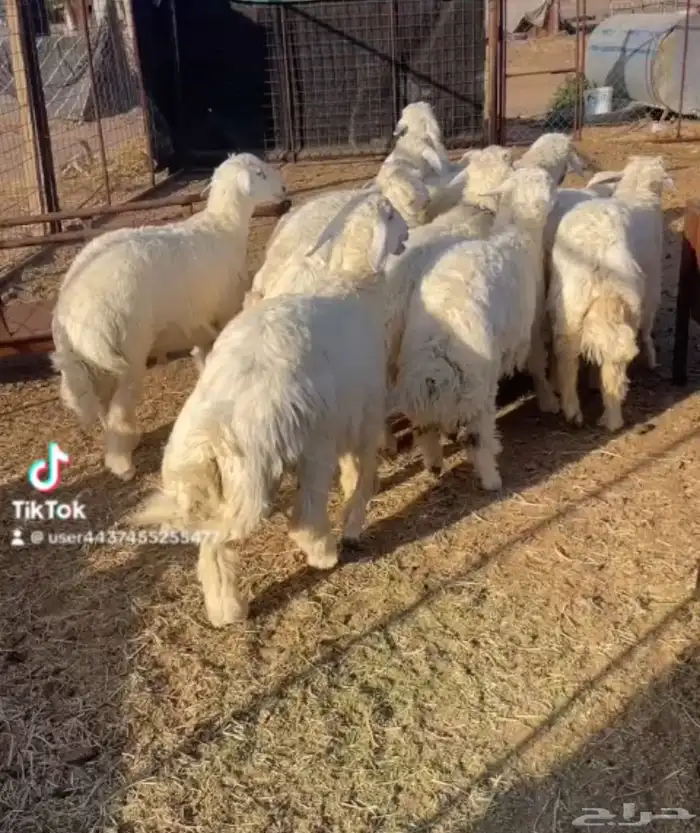 ذبائح مع خدمة الذبح و التوصيل والتغليف 24