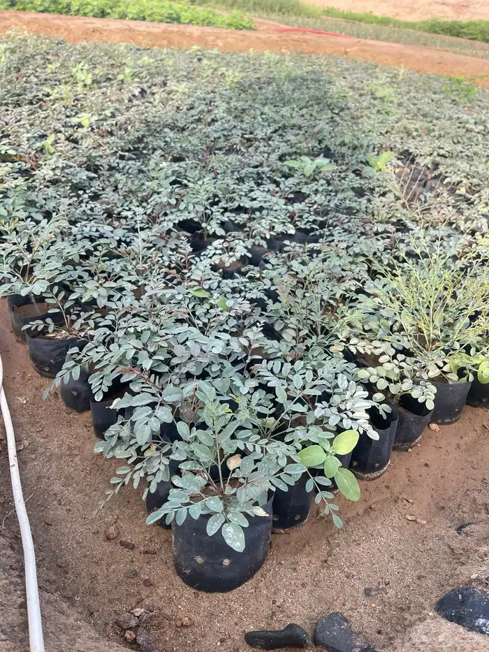 اشجار بريه جمله 10