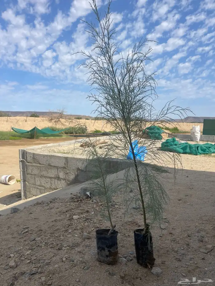 اشجار بريه جمله 11