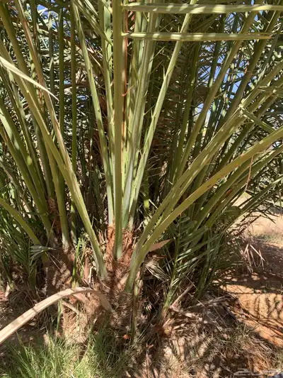 يوجد لدينا جميع أنواع النخيل 4