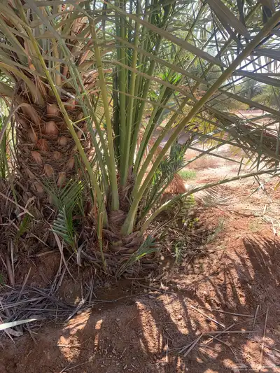 يوجد لدينا جميع أنواع النخيل 6