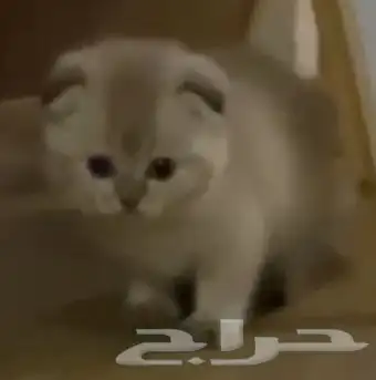 قط ذكر سكوتش تربل فولد للتزاوج 5