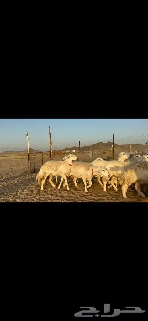 غنم حريات دفيع مراح طيب ماشاءالله 40 1