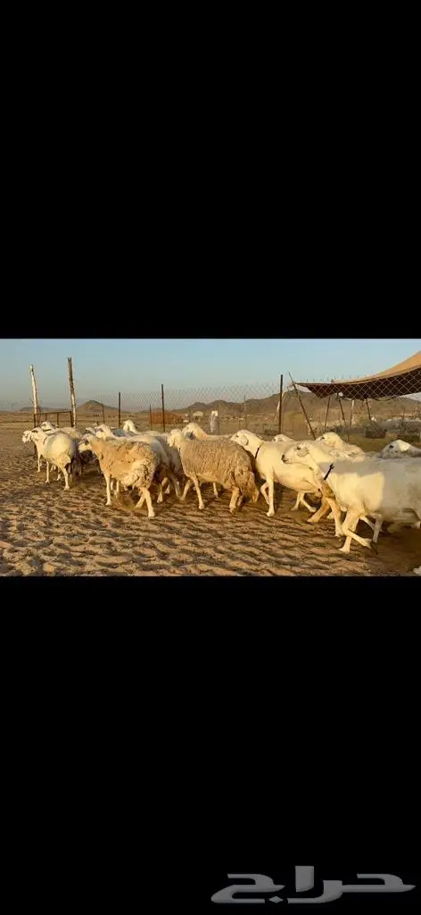غنم حريات دفيع مراح طيب ماشاءالله 40 0