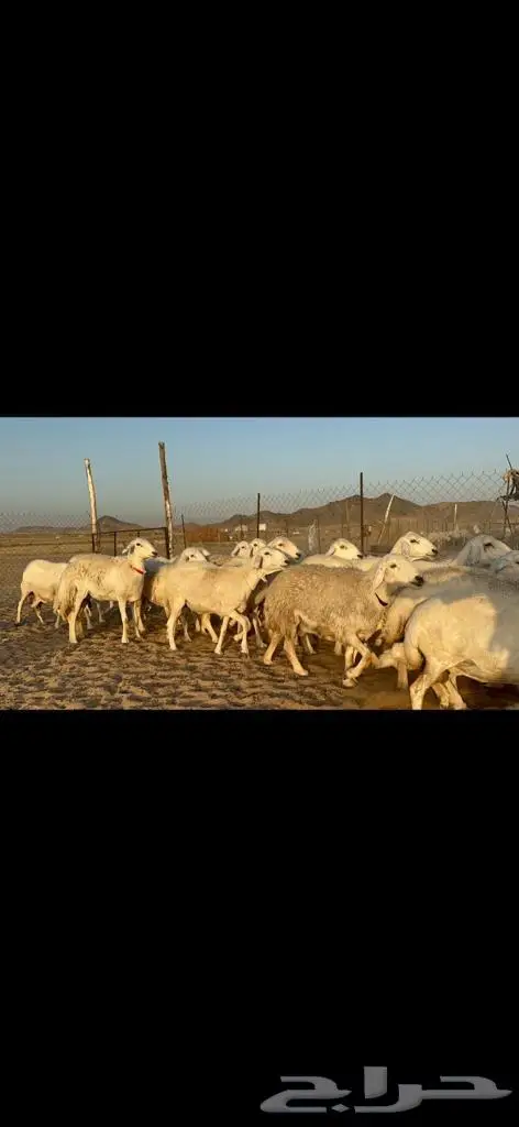 غنم حريات دفيع مراح طيب ماشاءالله 40 4