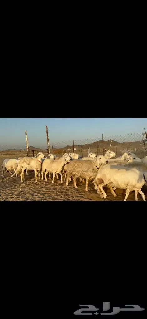 غنم حريات دفيع مراح طيب ماشاءالله 40 6