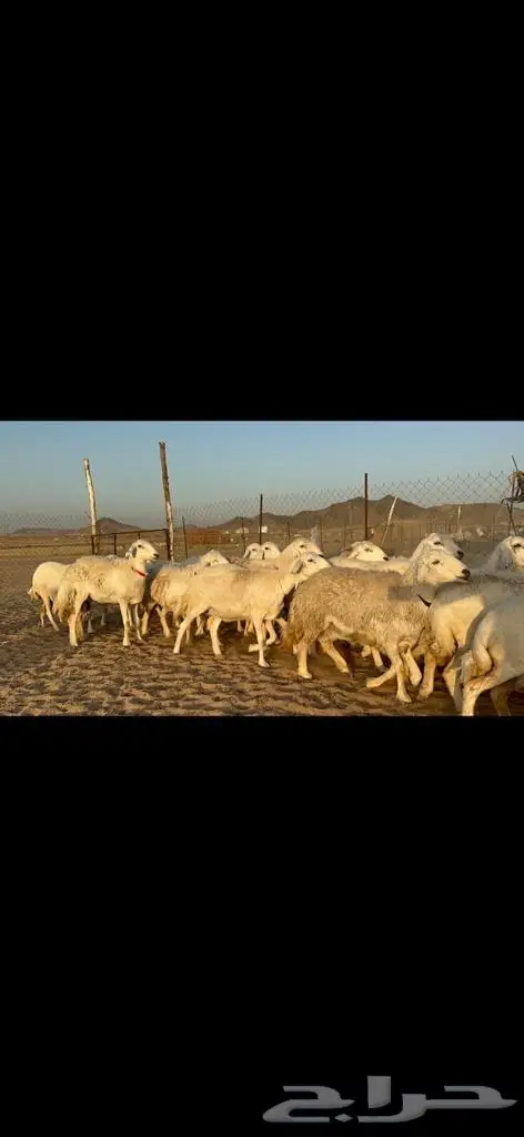غنم حريات دفيع مراح طيب ماشاءالله 40 5