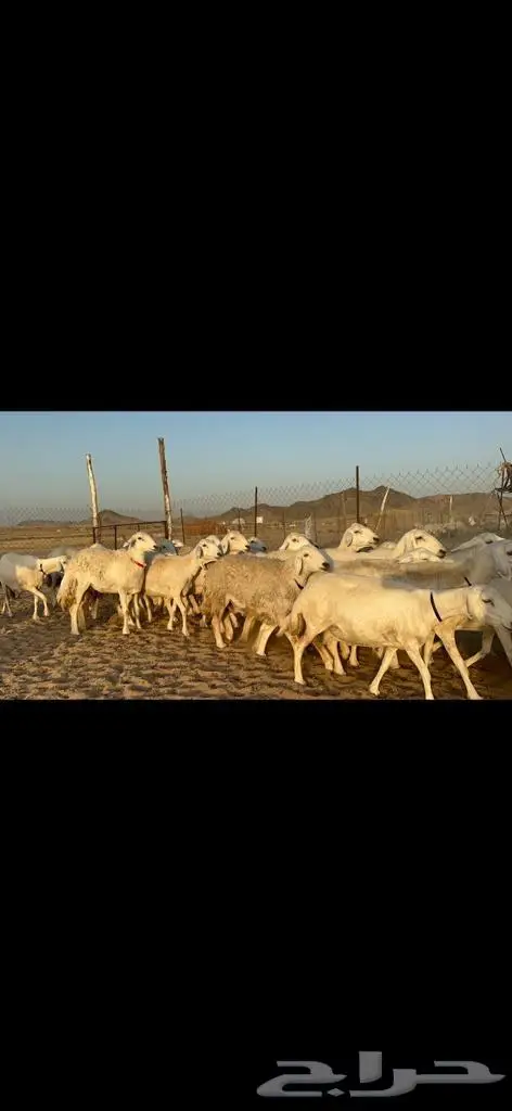 غنم حريات دفيع مراح طيب ماشاءالله 40 7