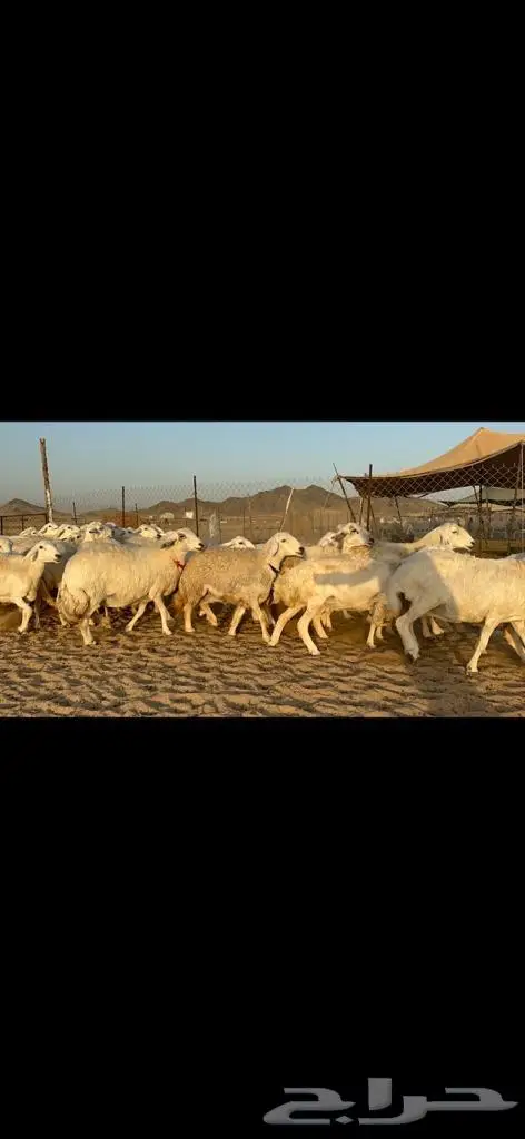 غنم حريات دفيع مراح طيب ماشاءالله 40 9