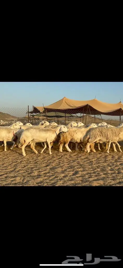 غنم حريات دفيع مراح طيب ماشاءالله 40 10