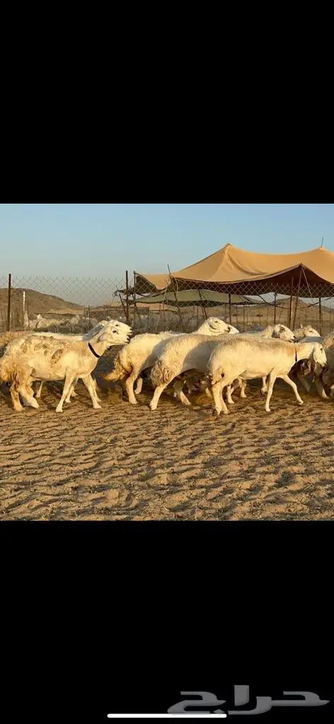 غنم حريات دفيع مراح طيب ماشاءالله 40 11