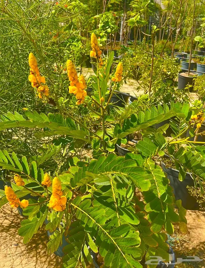 وصلتنا تشكيلة جديدة من النباتات الداخلية والخارجية 4