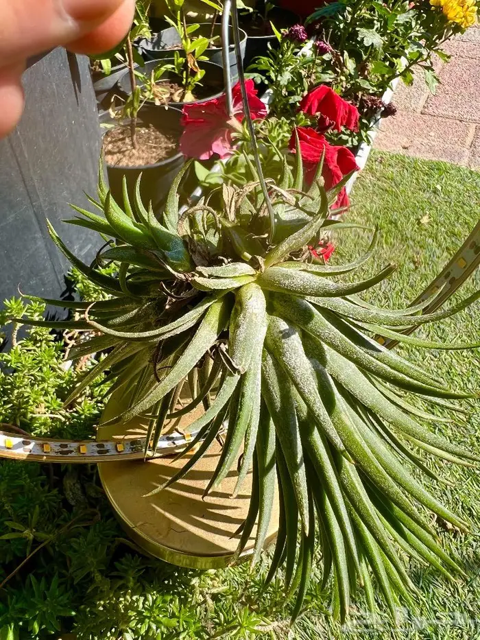 وصلتنا تشكيلة جديدة من النباتات الداخلية والخارجية 3