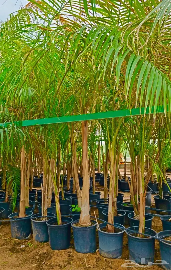 وصلتنا تشكيلة جديدة من النباتات الداخلية والخارجية 5