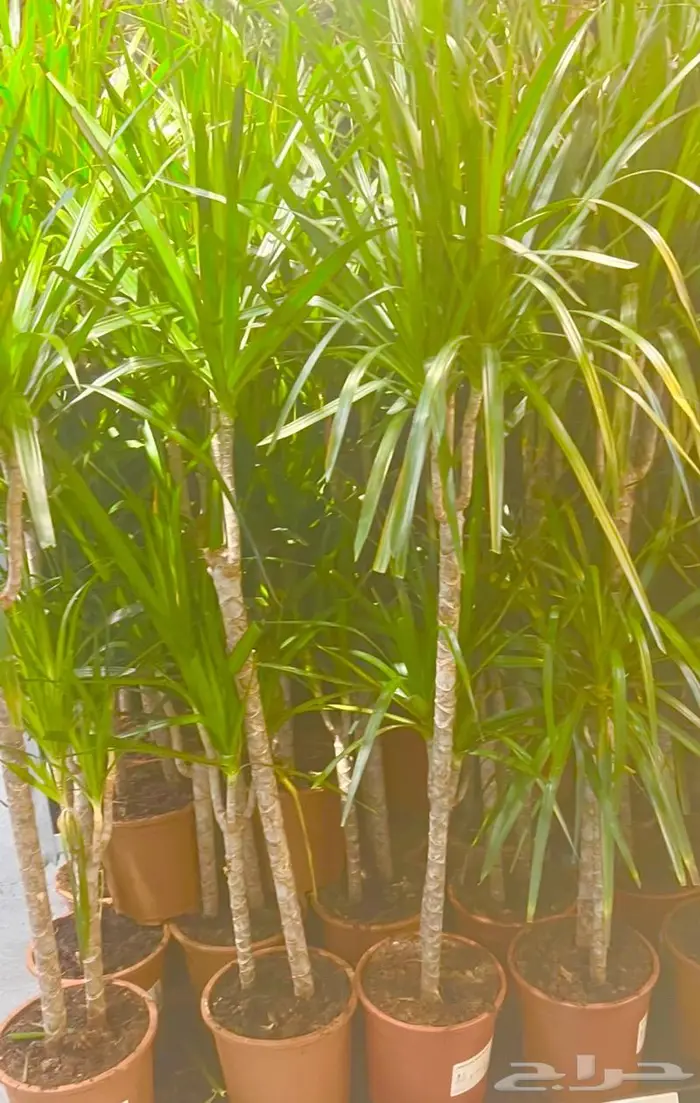 وصلتنا تشكيلة جديدة من النباتات الداخلية والخارجية 6